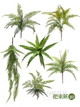 绿植富贵蕨类植物景观波斯蕨霸王蕨绿色叶子室内造景插花装饰