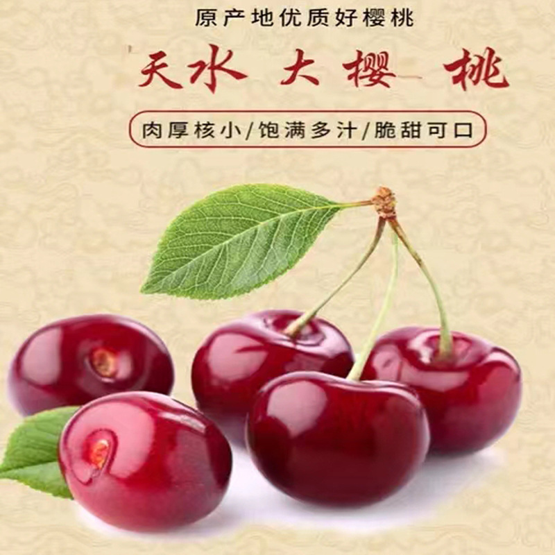 甘肃天水大樱桃应季新鲜水果车厘子现摘速发孕妇当地特产5斤顺丰