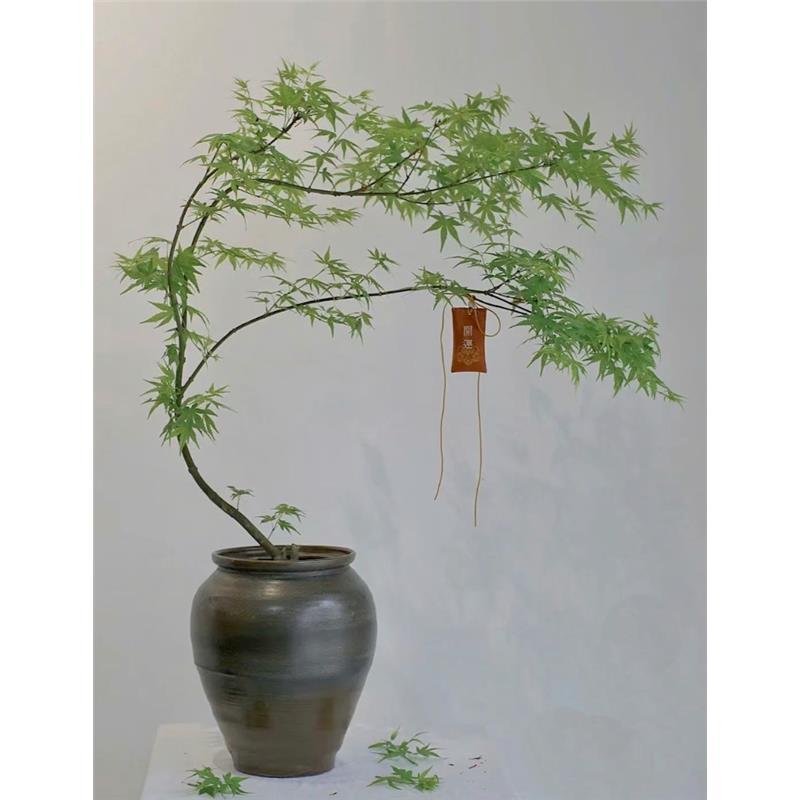 流泉枫树黄金枫树苗红枫树苗羽毛枫树苗日本枫风景树苗鸡爪槭树苗