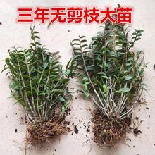 【6月开花季 】3年生红杆铁皮石斛苗盆栽 办公室用非霍山室内