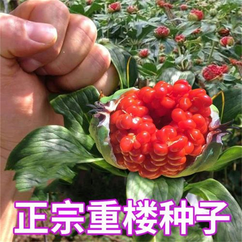 名贵中药材种苗重楼苗种籽地栽盆栽七叶一枝花苗种子中草药种植苗