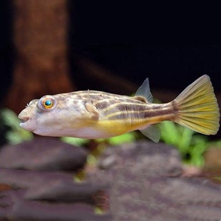 马鲷鱼活体热带观赏鱼ob孔雀皇帝蓝阿里火焰红淡水鱼中大型鱼批发