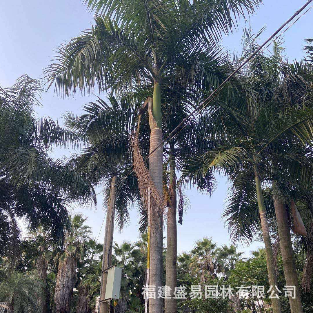 行道树大王椰子 大王棕价格 海南大王椰子树批发 大王椰报价