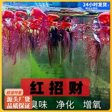 红毛丹浮萍水浮莲水草生植物池塘鱼缸造景养殖淡水净化水质水培水