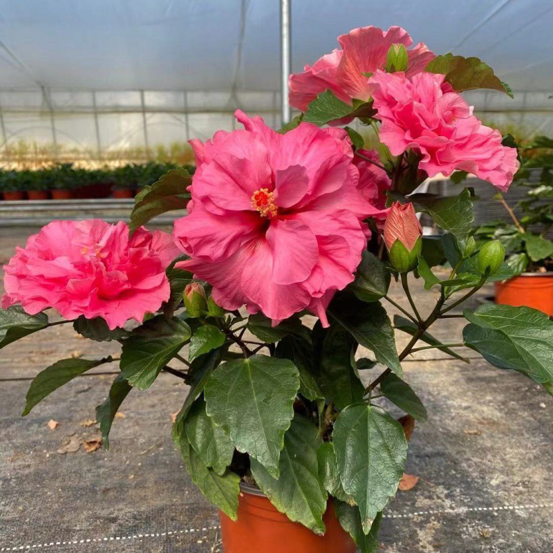 丹麦木槿重瓣四季开花带花苞朱瑾花养不死牡丹扶桑室内外花卉盆栽