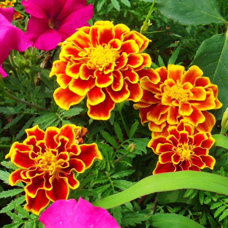 一两草花