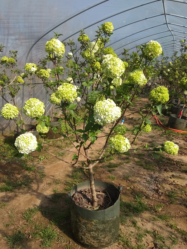 中华木绣球树苗大花斗球苗木本绣球琼花树苗庭院地栽盆栽绣球花苗