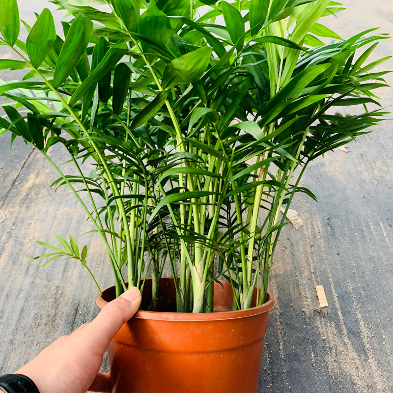 袖珍椰子植物品种中性干湿习性喜荫光照习性0022货号5-35生长适温否