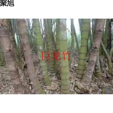 户外竹笋苗大型竹苗竹子竹苗毛竹种植苗巨龙竹鞭楠竹巨龙苗竹庭院