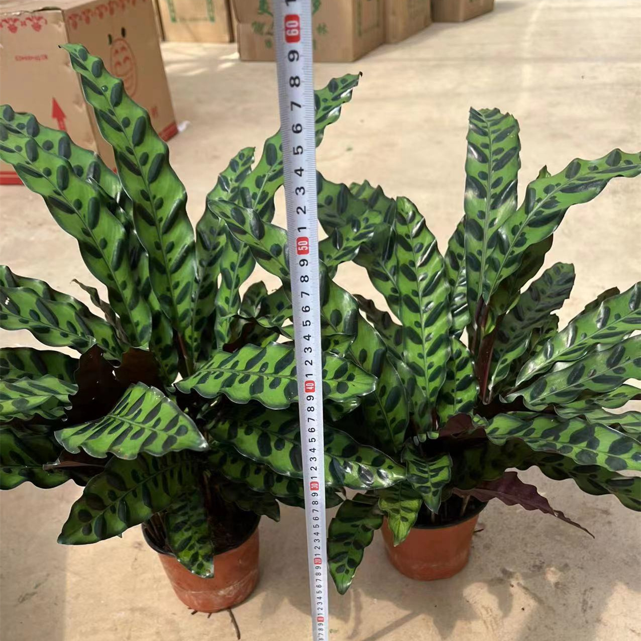 130杯豹纹猫眼竹芋豹纹彩虹观叶植物喜阴桌面绿植室内盆栽土培