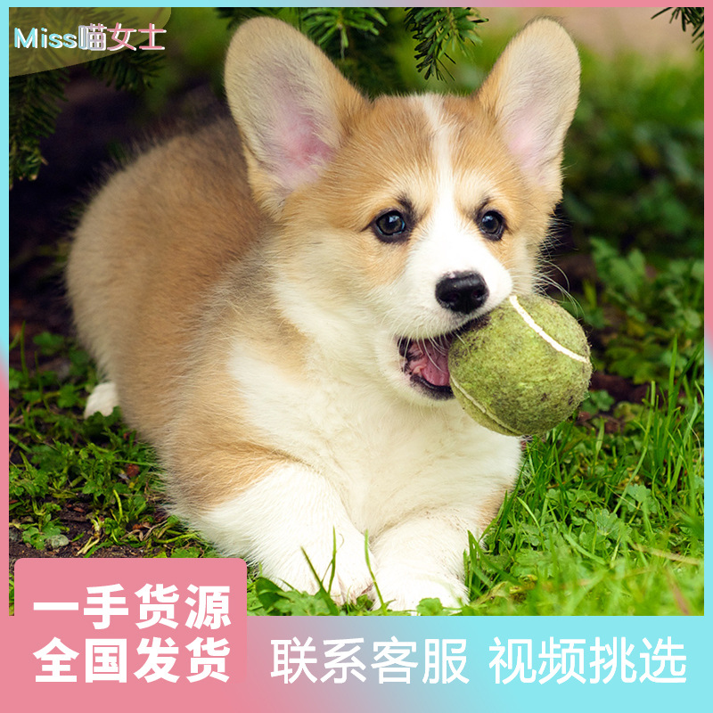0成交1个柯基幼犬纯种赛级宠物狗狗小狗中型犬小短腿威尔士柯基真狗活