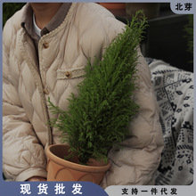 诗与自然圣诞树香松大植物大盆栽松树耐寒香氛绿植小树办公室桌面