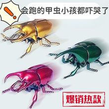 昆虫玩具发条甲虫模型儿童真爬行宝宝创意上男孩链条动物跨境