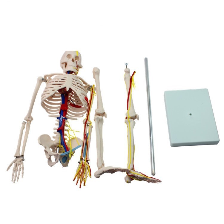 85cm Human Skeleton Model with Neurovascular Skeleton Human Skeleton with Bracket Base Human Skeleton Model Teaching