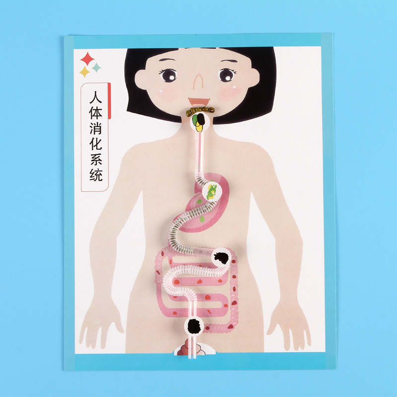 科技小制作幼儿园科学实验手工diy 科普早教益智人体消化系统模型