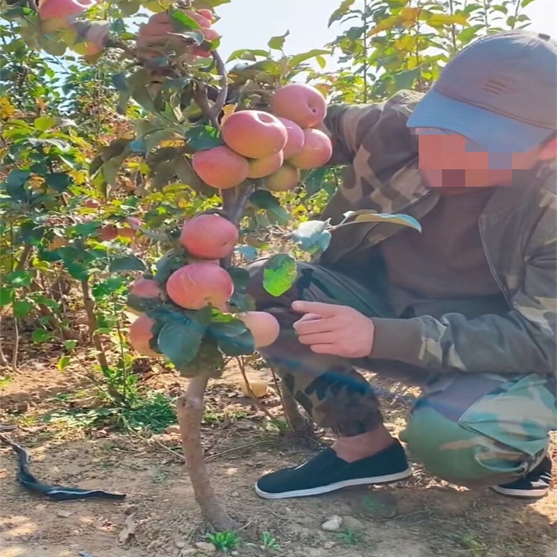 沙果树果苗嫁接冬红果鸡心果冰糖心苗当年结果盆栽地栽南北方种植