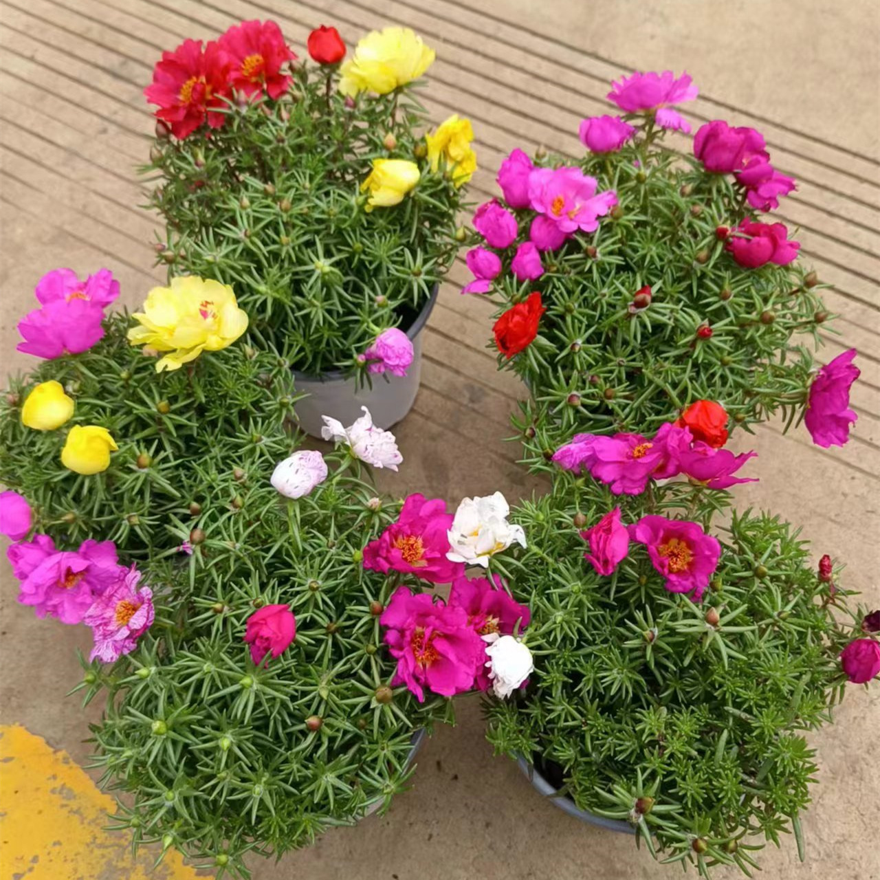 140#太阳花带盆发货易活好养混色四季开花南方北方阳台庭院盆栽