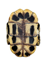 药材特级龟板 正品龟甲 整个生龟甲 乌龟壳乌龟板500克