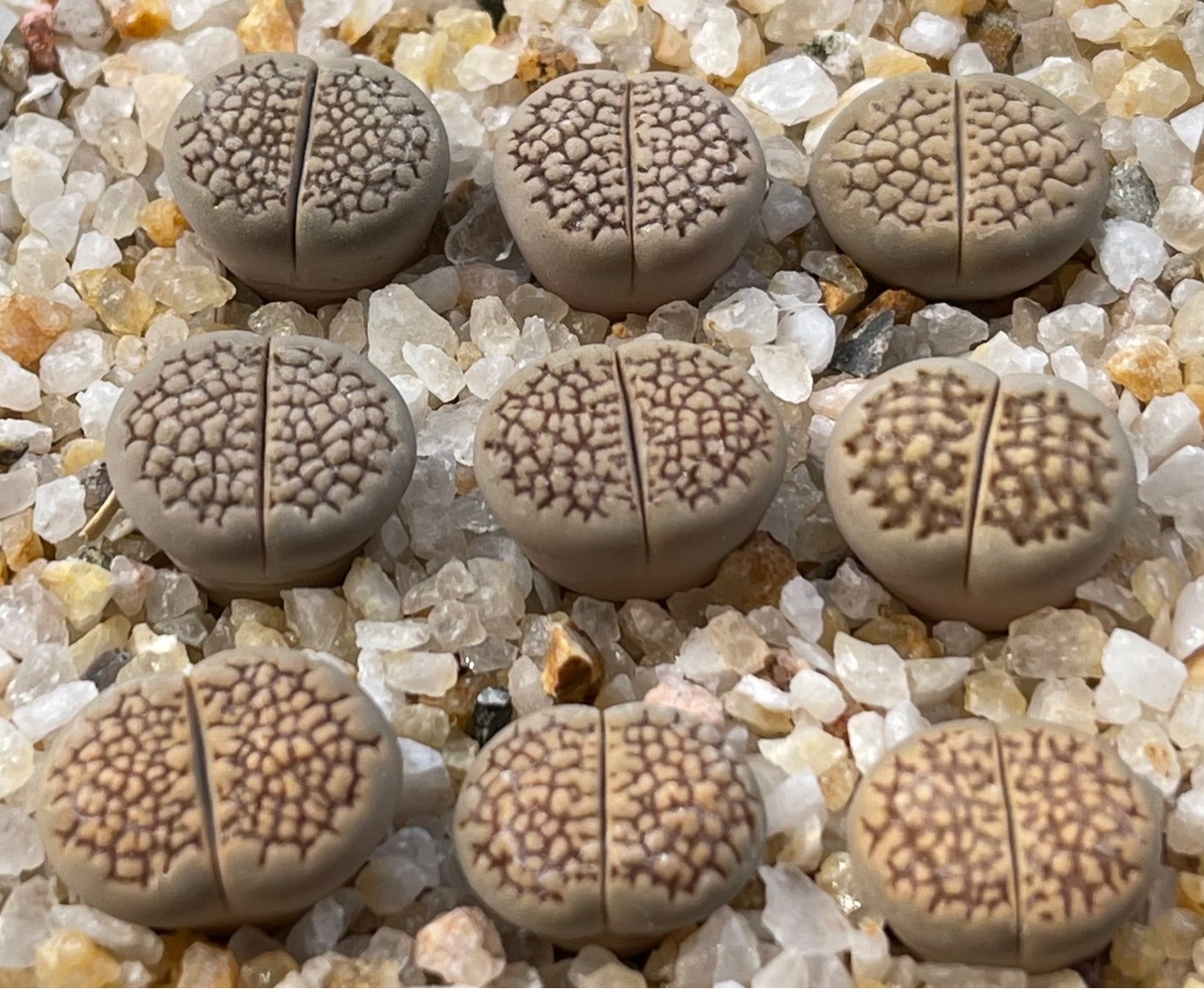 基地直发多肉植物生石花巴里玉三年株绿植盆栽花卉园艺石头花pp花