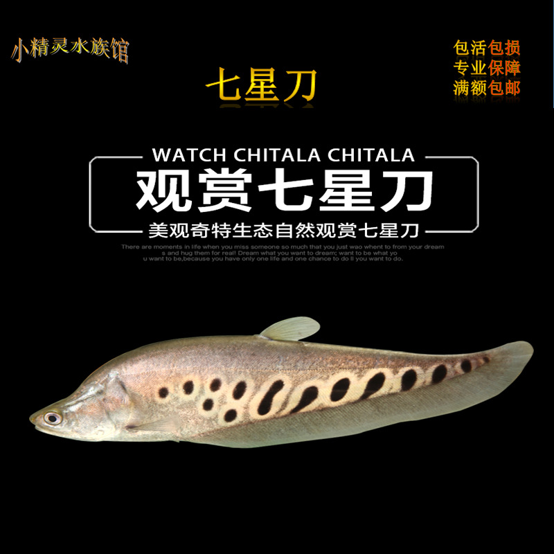 七星刀鱼大型热带观赏鱼热带鱼花刀鱼水族宠物淡水鱼活体冲钻特价