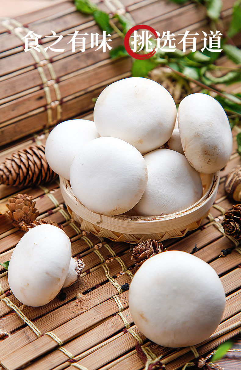 现摘口蘑新鲜双孢菇白菇蘑菇4斤烧烤火锅食材