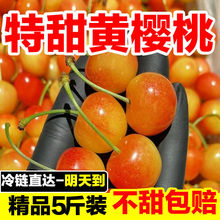 纯甜山东烟台黄水晶大樱桃雷尼宝宝孕妇爱吃黄蜜樱桃现摘3斤顺丰