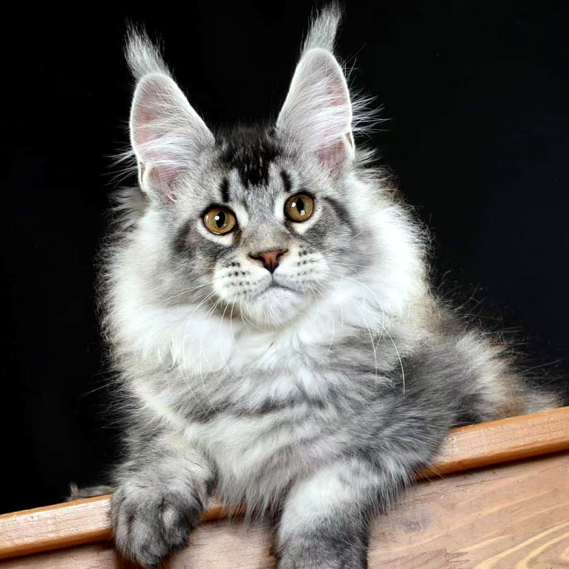 俄罗斯缅因猫纯种幼猫赛级金棕虎斑大体宠物猫活体巨型猫咪幼崽