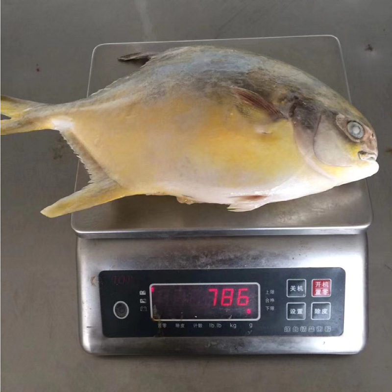 批发冷冻黄金鲳5kg商用整箱鲳鱼海产品酒店餐饮食材鳗鱼整箱批发