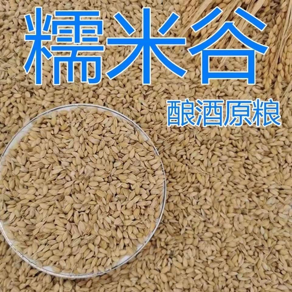 黑龙江粘稻子品种简介图片