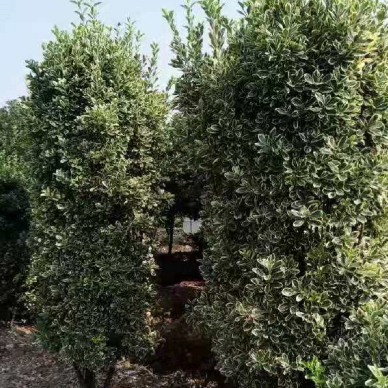 金边黄杨柱大叶黄杨柱红叶石楠柱红花继木柱行道绿篱基地大量