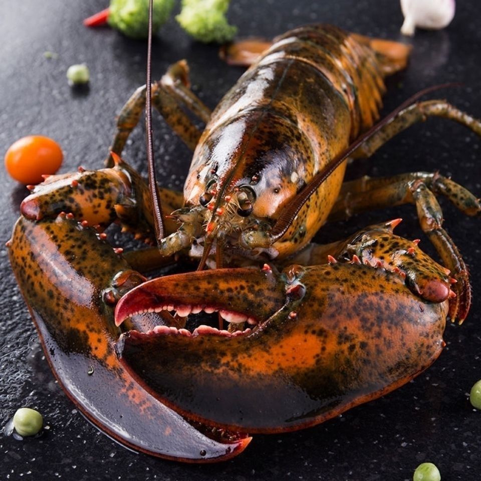 1斤/10斤波士顿龙虾新鲜鲜活冷冻大龙虾酒店采购批发-阿里巴巴