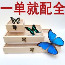 蝴蝶展翅板植物动物树叶标本制作工具套装昆虫矿石亚克力标本盒子