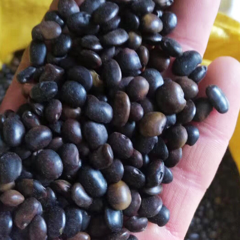 厂家批发 新采国槐种子 槐树种籽 林木种子 出芽率好 量大价优