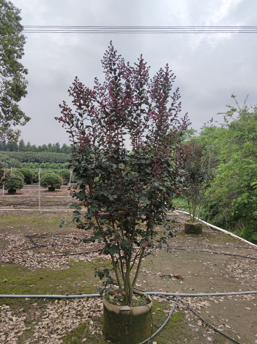 2106批发供应 丛生 紫叶紫薇 2-3米高袋苗 红叶紫薇 进口新品种