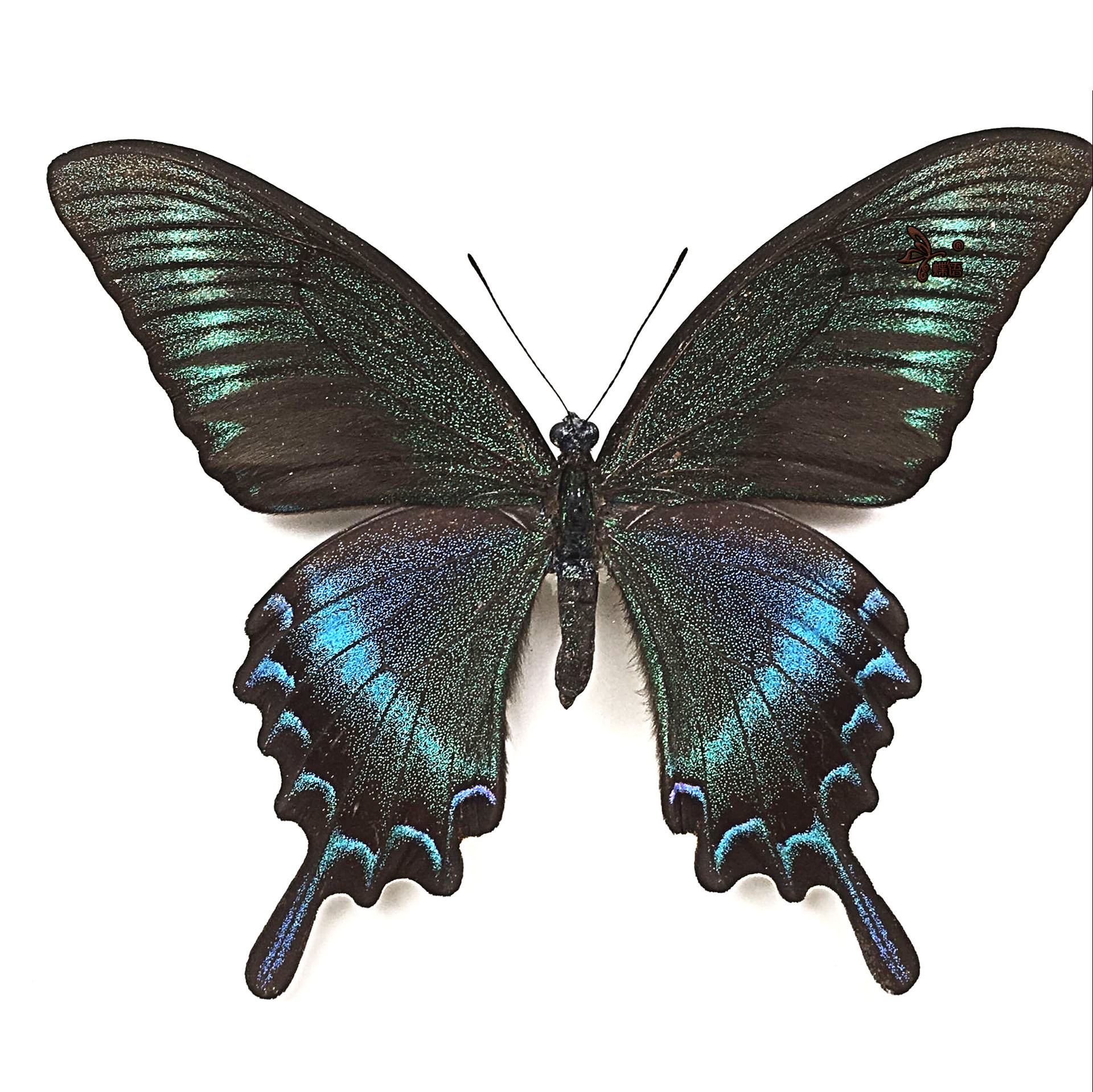 科教幼儿园10翠凤摆件大型昆虫蝶语厘米标本观察凤蝶绿带家装蝴蝶