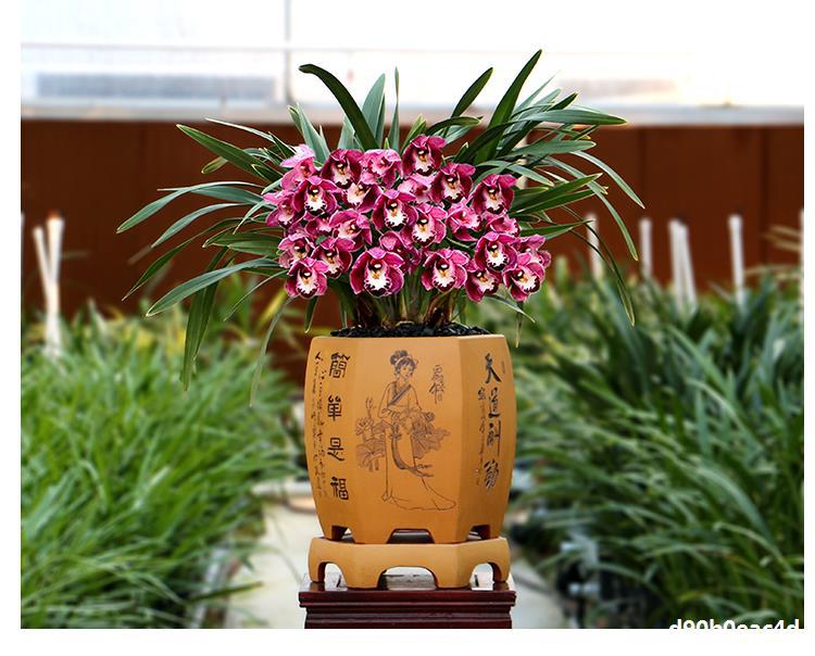 苗现带花苞大花蕙兰中国龙浓香红花好养室内花卉植物盆栽