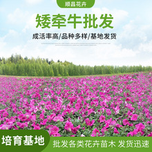 多色牵牛花庭院花园盆栽 矮牵牛垂吊花卉 带苗植物花苞室外矮牵牛