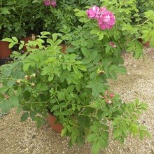 平玫瑰品种大马士革玫瑰原盆超大盆栽