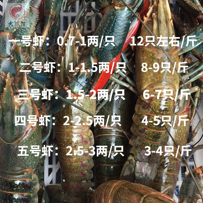 澳洲淡水小龙虾青龙虾鳌虾鲜活小澳龙尝鲜版3斤起拍5斤包邮蓝龙虾