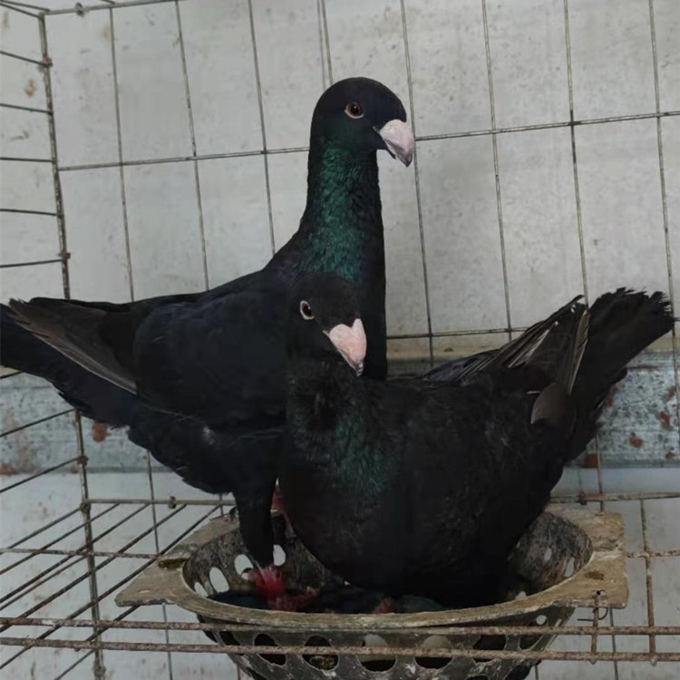 美河马鸽子图片 蛇头黄杠鸽子 马头鸽价格 头型鸽子养殖场