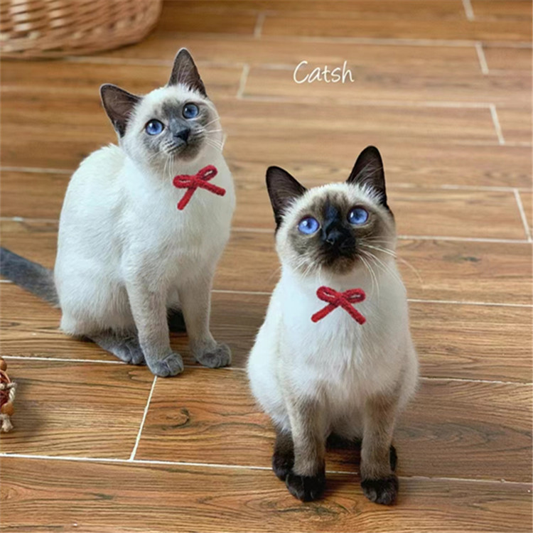 纯种暹罗猫活体泰国挖煤网红猫虎斑暹罗猫红重点暹罗猫宠物猫活体