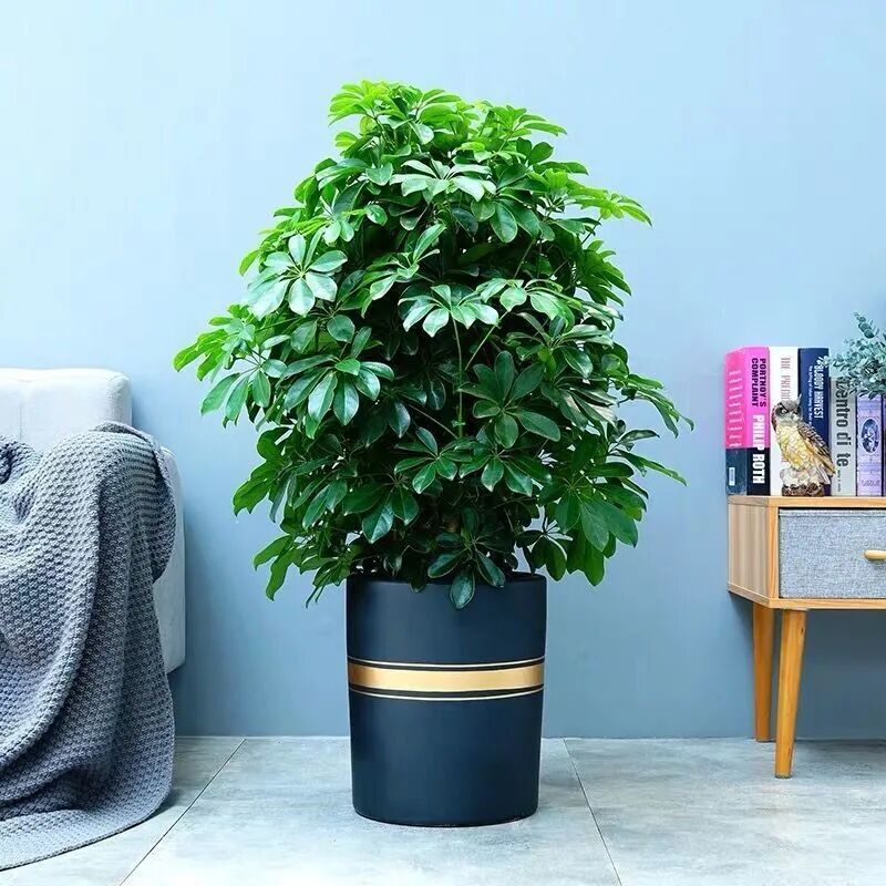大型室内客厅盆栽花卉八方来财鸭脚木绿植七叶莲发财树鸭掌木批发