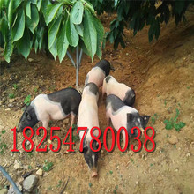 巴马香猪养殖场迷你香猪 养殖藏香猪出售宠物小猪苗批发