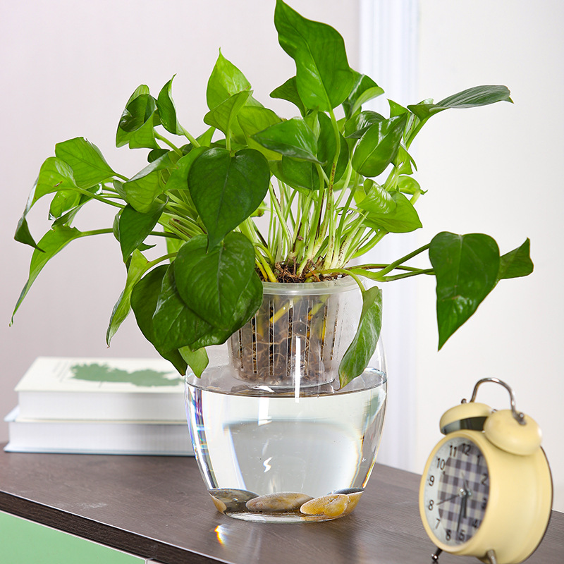 水培植物玻璃瓶透明玻璃花瓶容器绿萝花盆圆球形鱼缸水养小号器皿