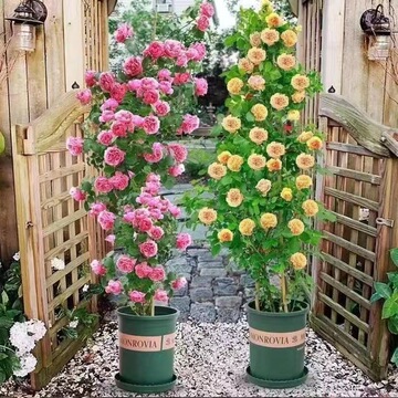 特大爬藤植物爬墙玫瑰盆栽蔷薇花苗阳台花卉花树开花藤本月季四季