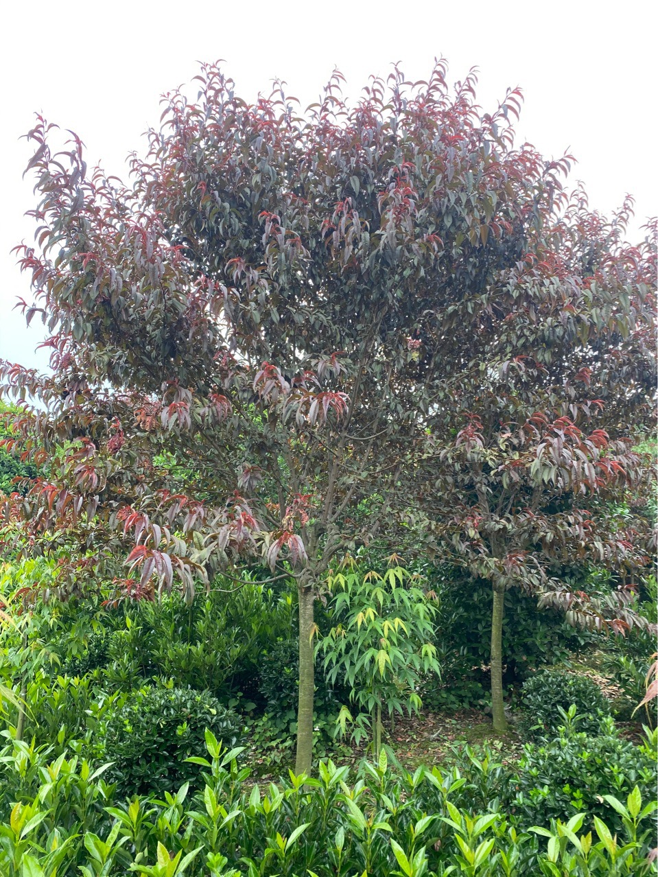 红叶碧桃 成都红叶桃5-15cm