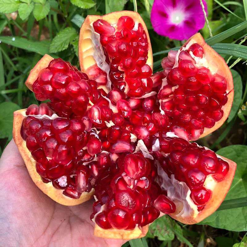 临潼石榴 陕西特产红甜石榴 新鲜水果现摘酸甜石榴包邮非软籽石榴