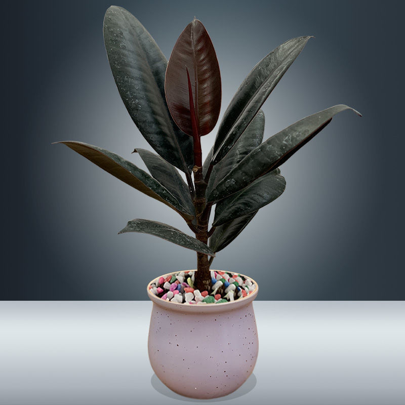 耐寒植物橡皮树黑金刚盆栽四季绿植室内阳台客厅摆放庭院种植