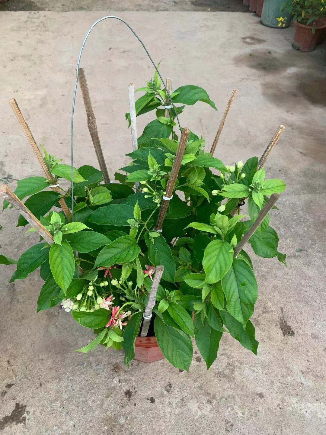 重瓣使君子广州基地批发室外庭院围墙爬藤开花植物重瓣使君子花卉