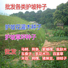 批发紫穗槐种子棉刺槐树绿化斜山边坡高速公路护坡固土植物杂灌木